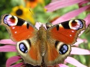 Verwandlung zum Schmetterling